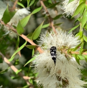 Mordella dumbrelli at Murrumbateman, NSW - 3 Jan 2021