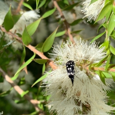 Mordella dumbrelli (Dumbrell's Pintail Beetle) at Murrumbateman, NSW - 3 Jan 2021 by SimoneC