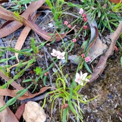 Boronia nana var. hyssopifolia at Yass River, NSW - 23 Dec 2020 by SenexRugosus