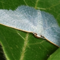 Poecilasthena thalassias at Melba, ACT - 18 Dec 2020