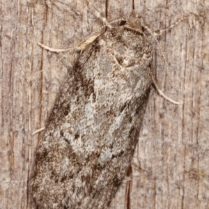 Philobota philostaura at Melba, ACT - 18 Dec 2020