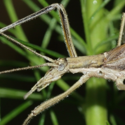 Zaprochilus australis (Twig-mimic katydid) at Acton, ACT - 3 Jan 2021 by TimL