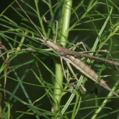 Zaprochilus australis at Acton, ACT - 3 Jan 2021