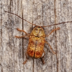 Aporocera (Aporocera) melanocephala (Leaf beetle) at Melba, ACT - 18 Dec 2020 by kasiaaus