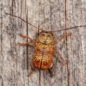 Aporocera (Aporocera) melanocephala at Melba, ACT - 18 Dec 2020