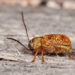 Aporocera (Aporocera) melanocephala at Melba, ACT - 18 Dec 2020