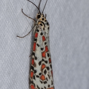 Utetheisa (genus) at Melba, ACT - 18 Dec 2020