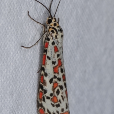 Utetheisa (genus) (A tiger moth) at Melba, ACT - 18 Dec 2020 by kasiaaus