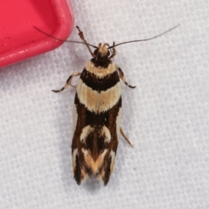 Macrobathra desmotoma at Melba, ACT - 18 Dec 2020 11:38 PM