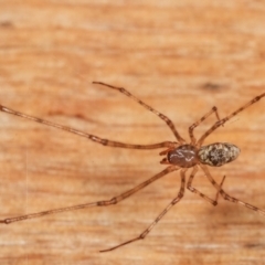 Cryptachaea gigantipes (White porch spider) at Melba, ACT - 18 Dec 2020 by kasiaaus