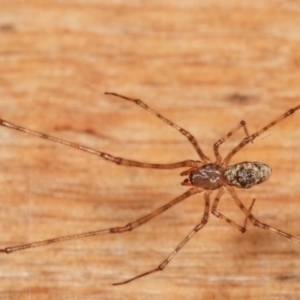 Cryptachaea gigantipes at Melba, ACT - 18 Dec 2020