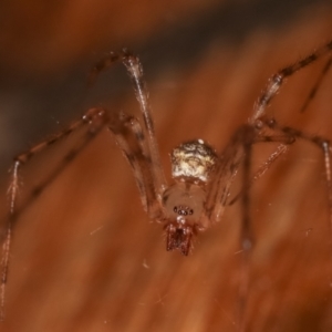 Cryptachaea gigantipes at Melba, ACT - 18 Dec 2020