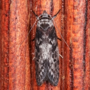 Oenochroa dinosema at Melba, ACT - 18 Dec 2020