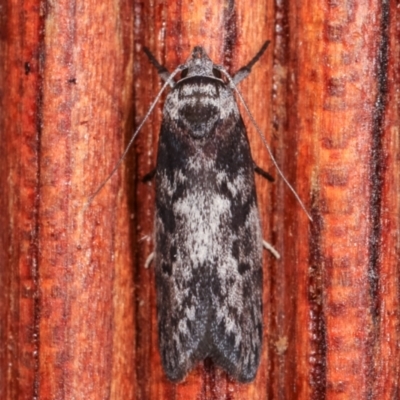 Oenochroa dinosema (A Concealer moth) at Melba, ACT - 18 Dec 2020 by kasiaaus