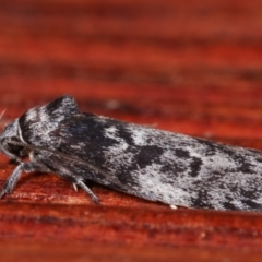 Oenochroa dinosema at Melba, ACT - 18 Dec 2020