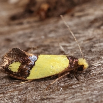 Edosa fraudulens (Tineidae) at Melba, ACT - 18 Dec 2020 by kasiaaus