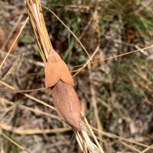 Pararguda nasuta at Murrumbateman, NSW - 3 Jan 2021