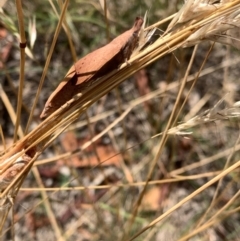 Pararguda nasuta at Murrumbateman, NSW - 3 Jan 2021