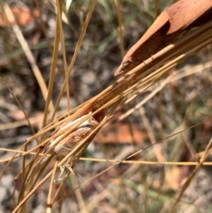 Pararguda nasuta at Murrumbateman, NSW - 3 Jan 2021