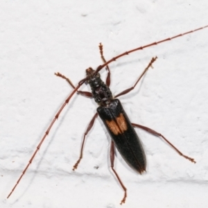 Epithora dorsalis at Melba, ACT - 18 Dec 2020