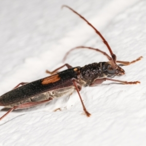 Epithora dorsalis at Melba, ACT - 18 Dec 2020