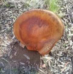 Phlebopus marginatus (Giant Bolete) at Yass River, NSW - 22 Oct 2020 by 120Acres