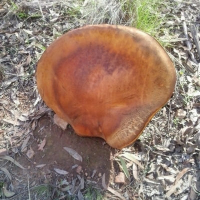 Phlebopus marginatus (Giant Bolete) at Yass River, NSW - 22 Oct 2020 by 120Acres