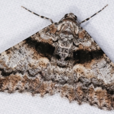 Gastrinodes argoplaca (Cryptic Bark Moth) at Melba, ACT - 18 Dec 2020 by kasiaaus