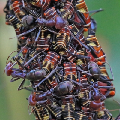 Iridomyrmex purpureus (Meat Ant) at O'Connor, ACT - 29 Nov 2020 by ConBoekel