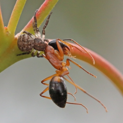 Camponotus consobrinus (Banded sugar ant) at O'Connor, ACT - 30 Nov 2020 by ConBoekel