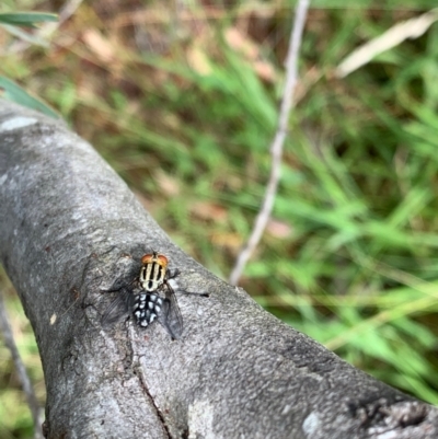 Sarcophagidae sp. (family) (Unidentified flesh fly) at Murrumbateman, NSW - 3 Jan 2021 by SimoneC