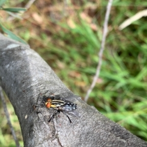 Sarcophagidae sp. (family) at Murrumbateman, NSW - 3 Jan 2021