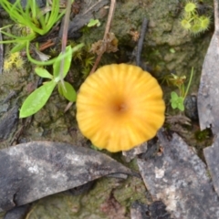 Lichenomphalia chromacea (Yellow Navel) at Yass River, NSW - 31 Oct 2020 by 120Acres