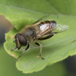 Eristalis tenax at Higgins, ACT - 2 Jan 2021