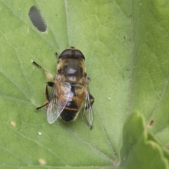 Eristalis tenax at Higgins, ACT - 2 Jan 2021