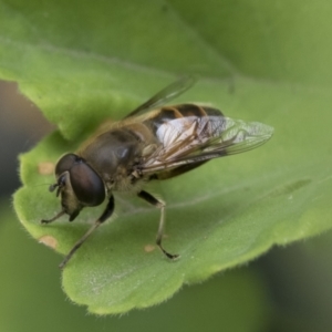 Eristalis tenax at Higgins, ACT - 2 Jan 2021