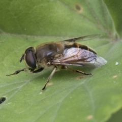 Eristalis tenax at Higgins, ACT - 2 Jan 2021