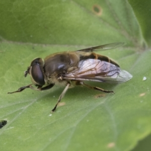 Eristalis tenax at Higgins, ACT - 2 Jan 2021