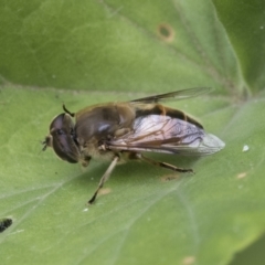 Eristalis tenax at Higgins, ACT - 2 Jan 2021