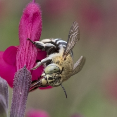 Amegilla (Zonamegilla) asserta (Blue Banded Bee) at Higgins, ACT - 19 Dec 2020 by AlisonMilton