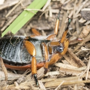 Anoplognathus porosus at Higgins, ACT - 2 Jan 2021 03:35 PM