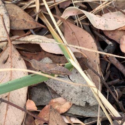 Goniaea opomaloides (Mimetic Gumleaf Grasshopper) at Murrumbateman, NSW - 3 Jan 2021 by SimoneC