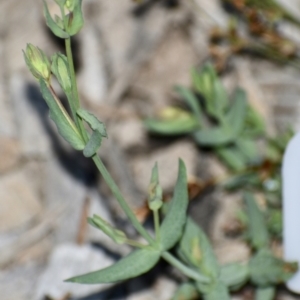 Hypericum gramineum at Weston, ACT - 1 Jan 2021