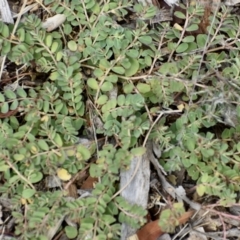 Euphorbia dallachyana (Mat Spurge, Caustic Weed) at Weston, ACT - 12 Dec 2020 by AliceH