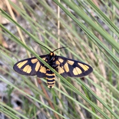 Amata (genus) (Handmaiden Moth) at Paddys River, ACT - 1 Jan 2021 by AndrewCB