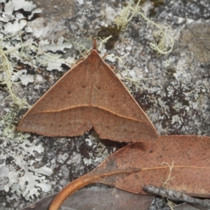 Epidesmia chilonaria at Glen Allen, NSW - 31 Dec 2020