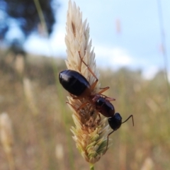 Camponotus consobrinus (Banded sugar ant) at Bullen Range - 3 Jan 2021 by HelenCross