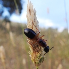 Camponotus consobrinus (Banded sugar ant) at Tuggeranong DC, ACT - 3 Jan 2021 by HelenCross