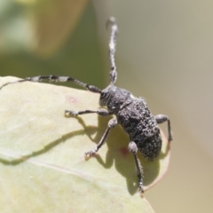 Ancita australis (Longicorn or longhorn beetle) at Holt, ACT - 27 Nov 2020 by AlisonMilton