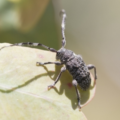 Ancita australis (Longicorn or longhorn beetle) at Holt, ACT - 26 Nov 2020 by AlisonMilton